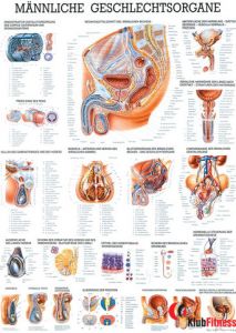 Anatomia człowieka NARZĄD ROZRODCZY MĘŻCZYZNY poster 70x100 cm