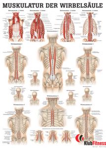 Anatomia człowieka MIĘŚNIE KRĘGOSŁUPA poster 50x70cm