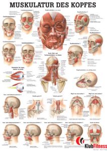 Anatomia człowieka MIĘŚNIE GŁOWY poster 50x70cm