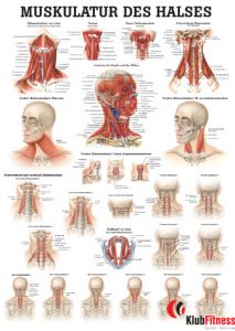 Anatomia człowieka MIĘŚNIE SZYI poster 50x70cm