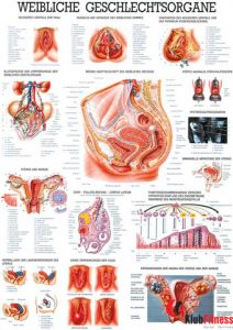 Anatomia człowieka NARZĄD ROZRODCZY KOBIETY poster 70x100 cm