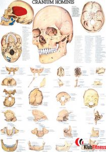 Anatomia człowieka CZASZKA CZŁOWIEKA CRANIUM HOMINIS poster 70x100 cm