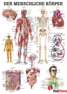Anatomia człowieka CIAŁO CZŁOWIEKA poster 70x100 cm