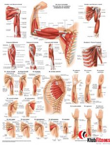 Anatomia człowieka MIĘŚNIE RAMIENIA poster 50x70cm