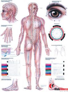 Anatomia człowieka AKUPUNKTURA poster 70x100cm